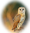 BarnOwl
